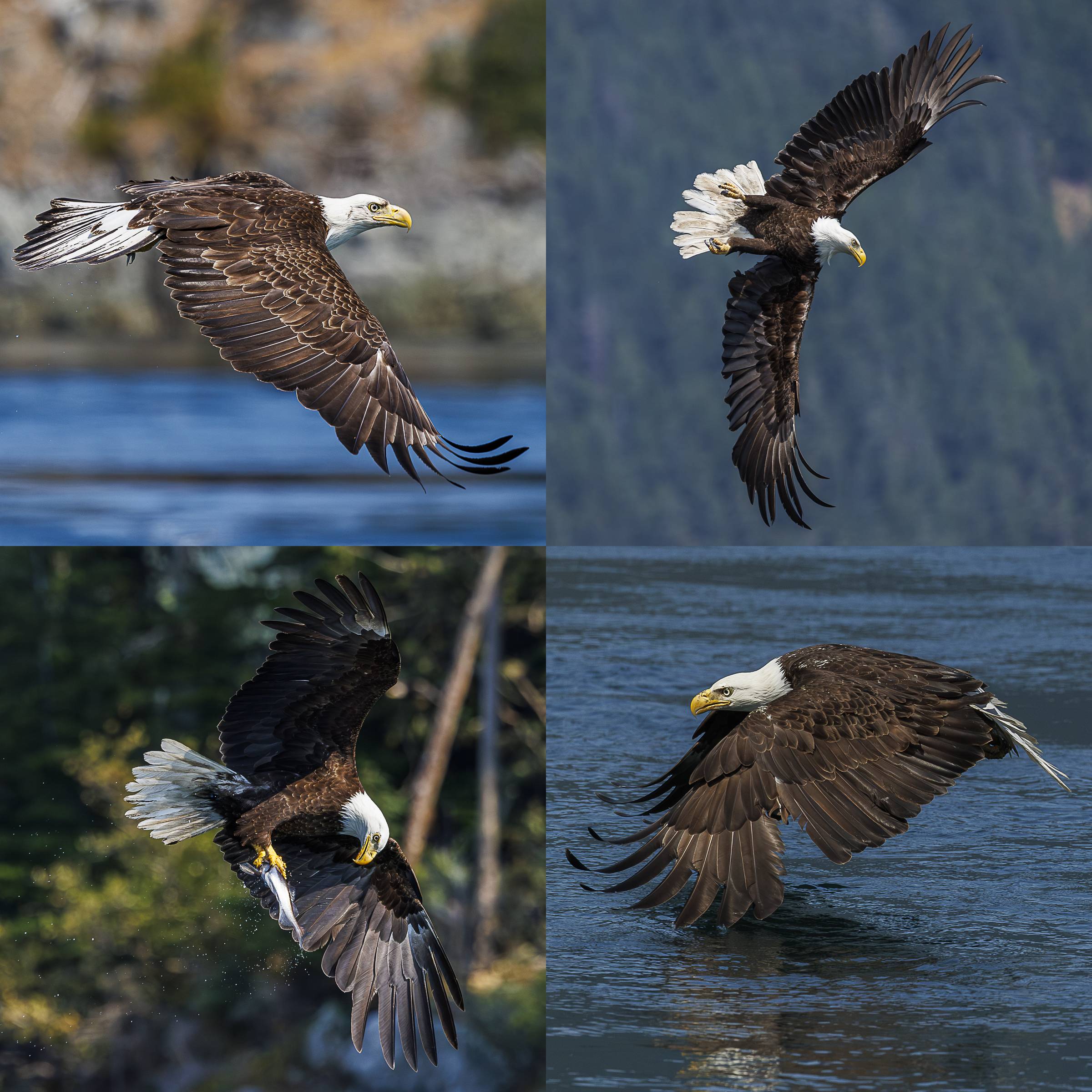 Yasmin Namini Bald Eagles