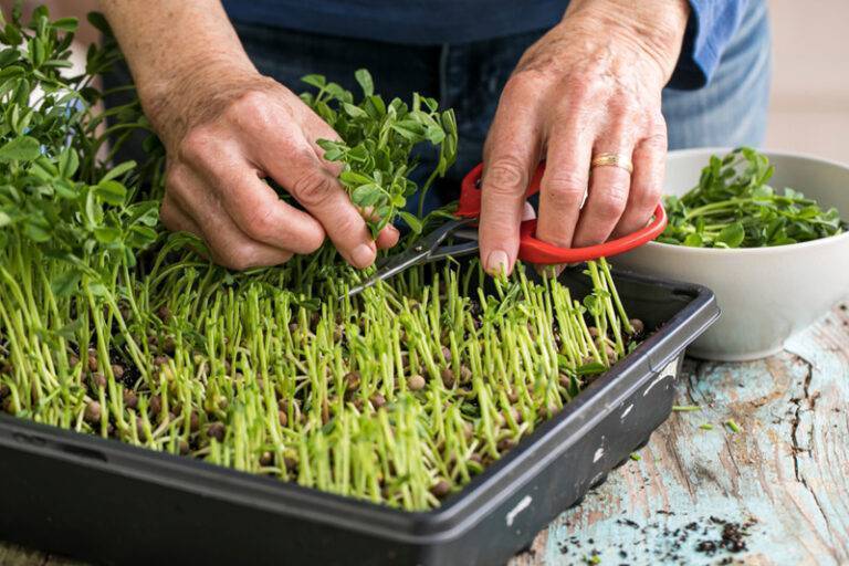 How To Grow Microgreens at Home