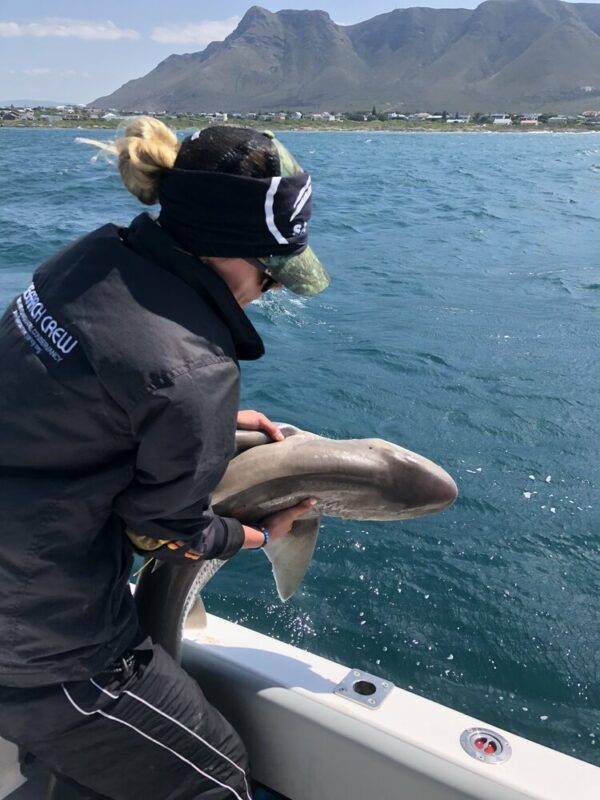 The photo shows a woman holding a small (3-4’) gray shark over the side of a boat. The woman is wearing black and photographed from behind, and it looks as though she is about to drop the shark into the ocean. In the foreground is blue-green water and then a town, with mountains behind it.