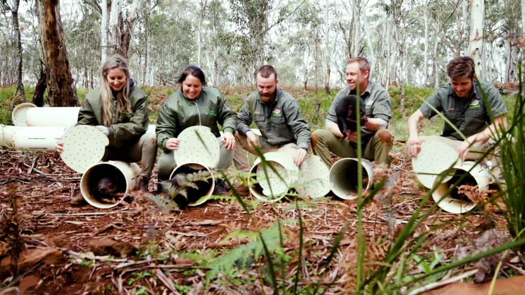 Aussie Ark team does a devil release. 