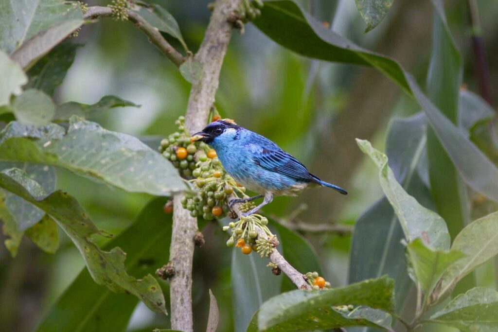 Bird in the cloud forest Ecuador.