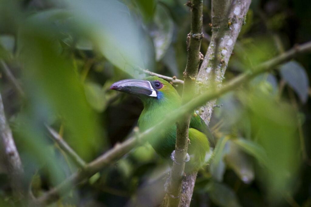 Bird in the cloud forest Ecuador.