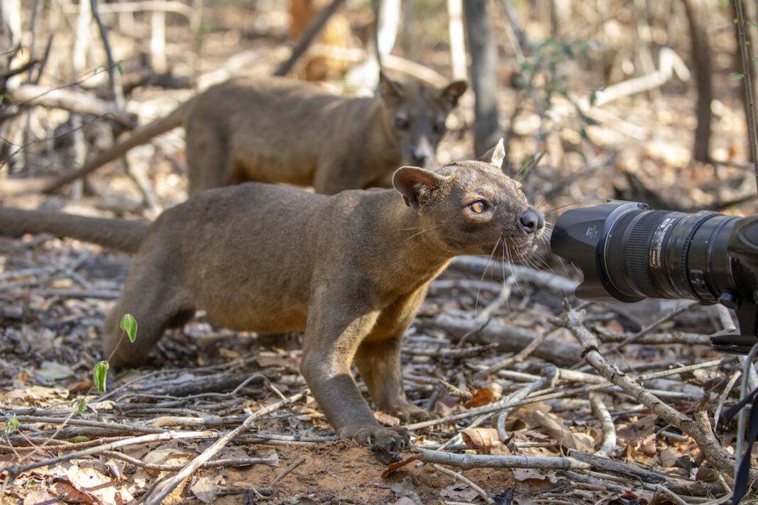 Curious Fossa, Madagascar. — Photo by Yasmin Namini