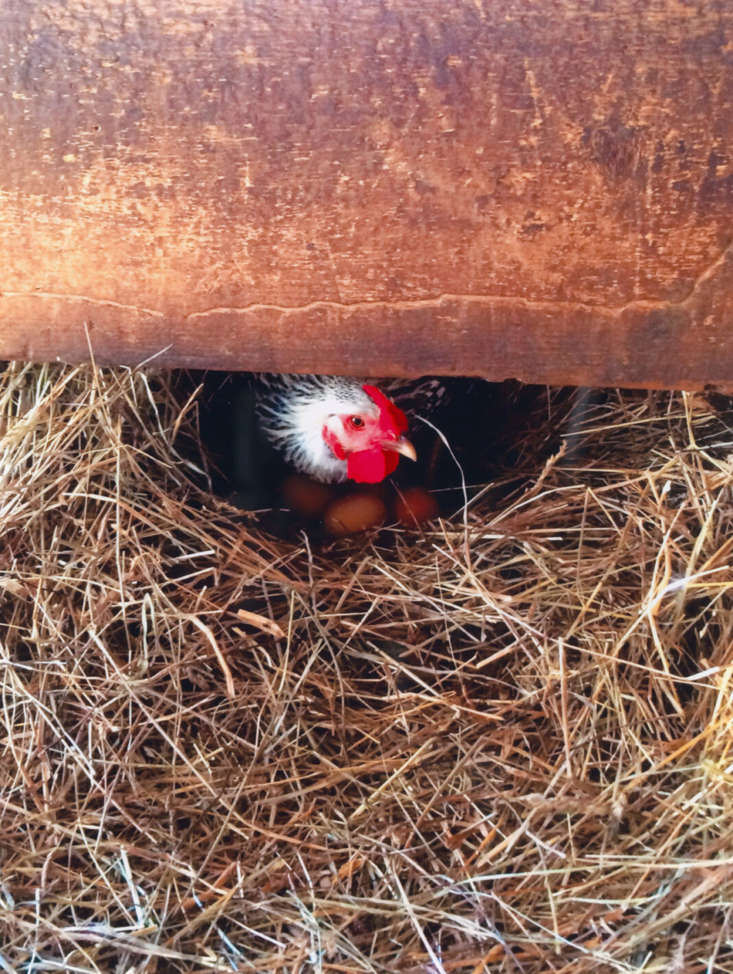 Chary Chicken with eggs photo by Lynn Whiting.