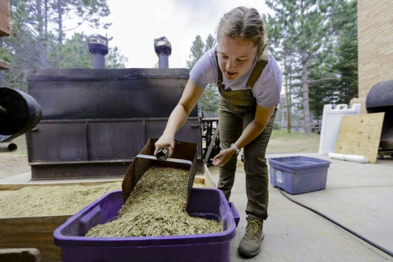 person scooping rice in wheelbarrow