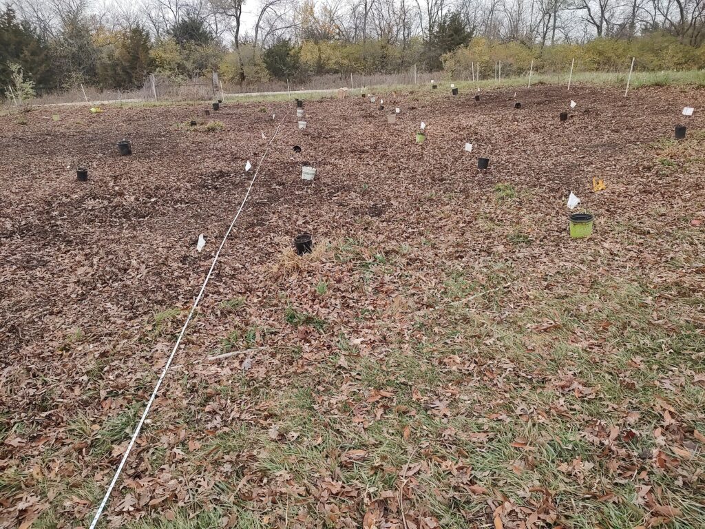 leaves on ground on farm