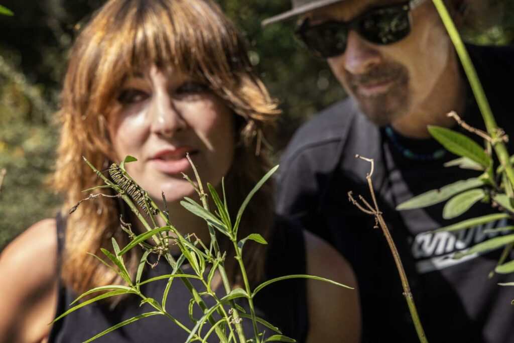 TC Boyle and his daughter observing a monarch caterpillar on milkweed