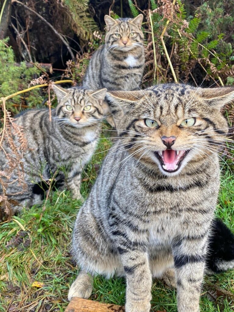 close up of three scottish wildcats with one meowing