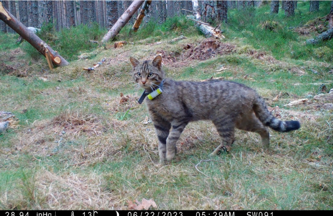 collared wildcat in woods